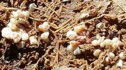 Frankia bacteria on Ceanothus rots